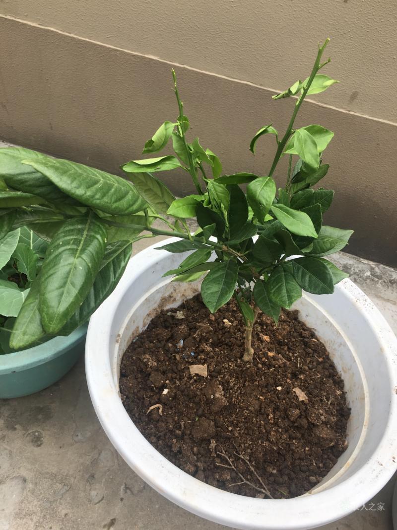 的简单介绍